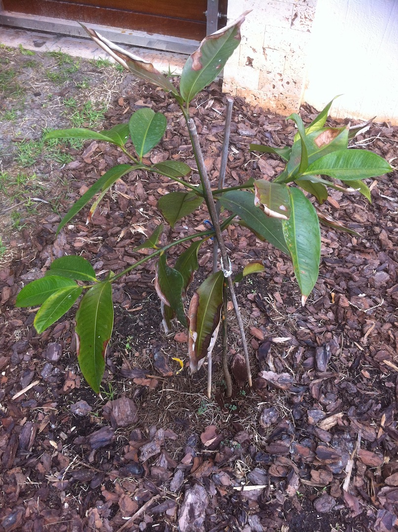 Mangosteen in Miami TROPICAL LOOKING PLANTS Other Than Palms PalmTalk